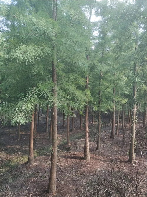 钟炬强专做水杉 桐乡市缘缘三杉苗木基地入驻苗木通