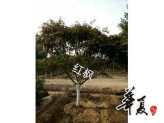精品红枫供应 —— 携手旭东苗木种植专业合作社，共赏秋色如画