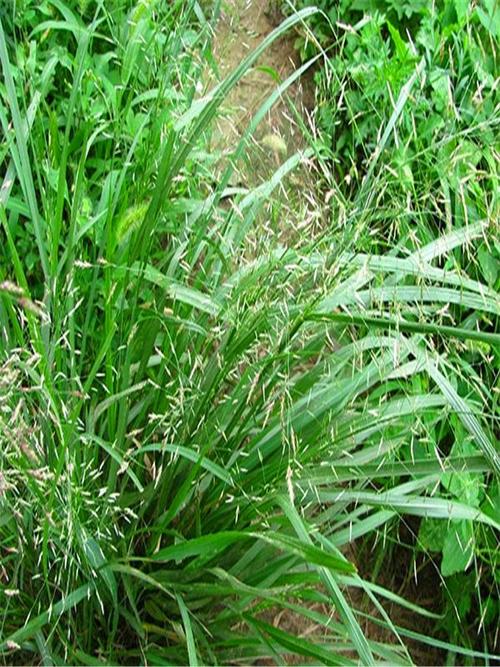画眉草 观赏与生态兼优的苗木新宠——图片赏析与种植指南
