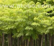 商丘种植产品库 价格、图片与厂家一站式指南